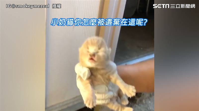 聽奶貓叫聲秒心軟　日餵8次奶成貓奴