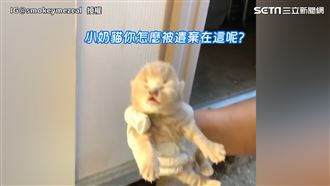 聽奶貓叫聲秒心軟　日餵8次奶成貓奴