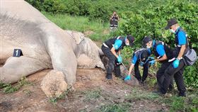 這次不是鳳梨炸彈　大象吃芒果觸電亡
泰國,大象,芒果,電網,鳳梨炸彈
翻攝自網路
