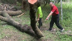 鋸樹,教育廣播電台,台南,白河（圖／翻攝畫面）