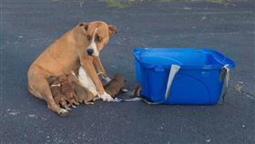 美國,阿拉巴馬州,母愛,狗,幼犬（圖／翻攝自Paw Angel Animal Rescue臉書）