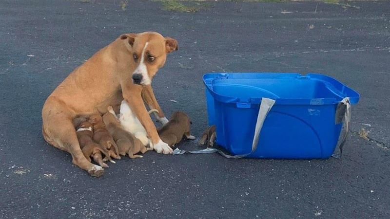 狗媽媽縮停車場護9幼犬　背後原因曝