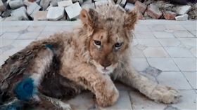 幼獅遭斷腿＋虐打　普丁震怒下令徹查
俄國,獅子,辛巴,虐待動物,普丁
翻攝自IG