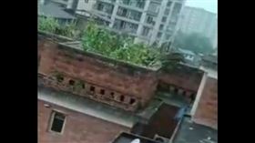 野豬,飛天豬,重慶,圍捕,墜落,阿湯哥(梨視頻)