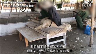 慘遭粗暴剃毛  羊駝無助悲鳴嘔吐
