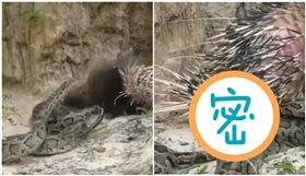 全身都是刺！野生巨蟒激戰豪豬…纏鬥11秒下場曝光網驚呆（圖／翻攝自推特）
