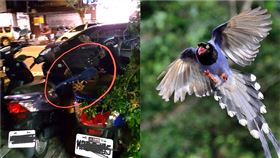 機車上停一隻大鳥：竟是國寶藍鵲　網驚：新店真好山好水（圖／翻攝自我們是新店人!! 好山好水，就是愛新店）