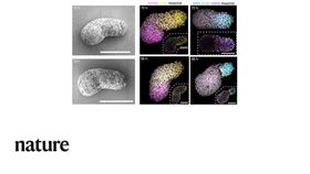 科學家使用人類幹細胞，發展出人類胚胎「藍圖」。這項突破對於嬰兒早期階段的發展，提供深入的理解。圖為研究發表的胚胎模型。（圖取自twitter.com/nature）