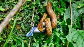 纏繞摔角！直擊茶斑蛇激戰藍尾四腳蛇(圖/翻攝畫面)
