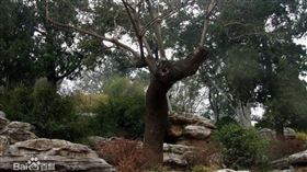 明朝,罪槐,清朝,鎖鏈