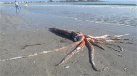 大王烏賊（圖／翻攝自Wayne Florence推特）