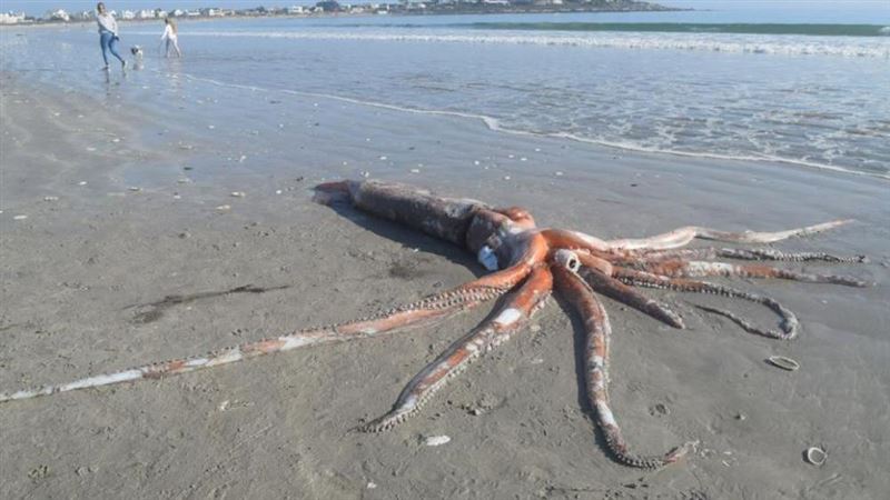 預兆？海灘驚見大王烏賊　4天後強震