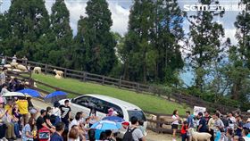 南投清境農場青青草原傳意外／讀者提供