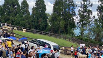 獨／青青草原綿羊撞傷人　女後腦濺血