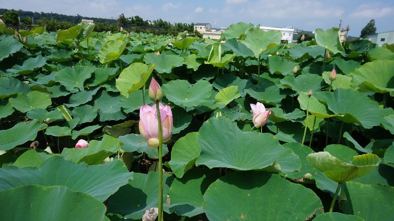 防疫新生活　中社荷花季開跑