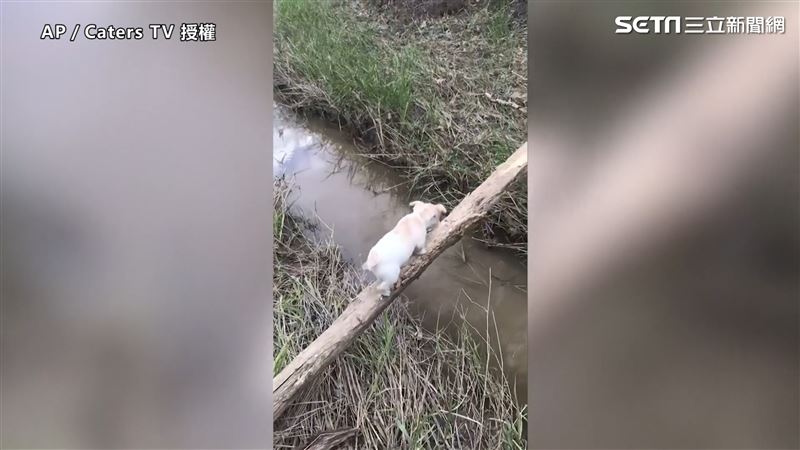 狗狗踩樹幹過河　搖搖晃晃險掉河裡