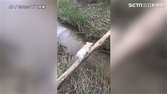 狗狗踩樹幹過河　搖搖晃晃險掉河裡