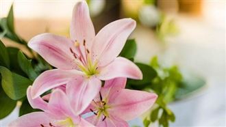 開運超簡單！想開什麼運就擺什麼植物