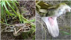 捕蛇人激戰5公尺巨蟒 血盆大口一張…他當場鮮血直流（圖／翻攝自YouTube）