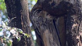 ▲融入在大自然保護色中的貓頭鷹。（圖／翻攝自IG）