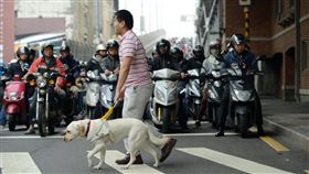 導盲犬（翻攝惠光導盲犬學校臉書）