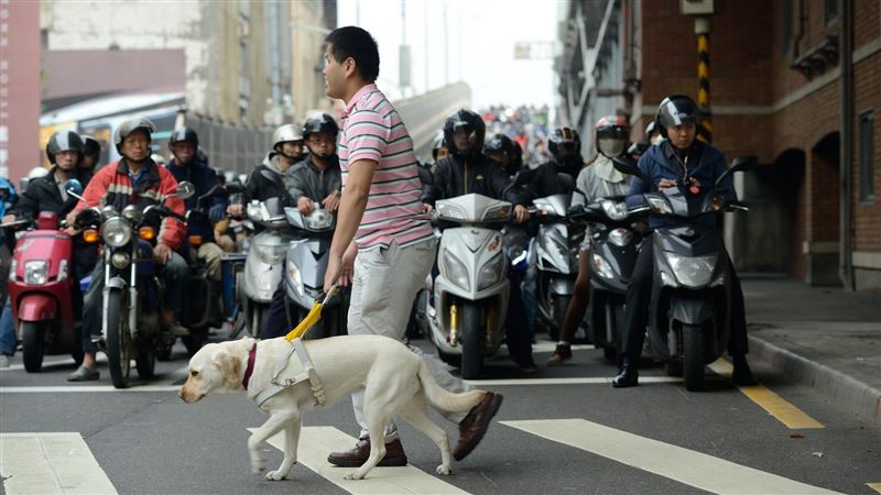 獨／導盲犬被逼著工作？訓練師說真相