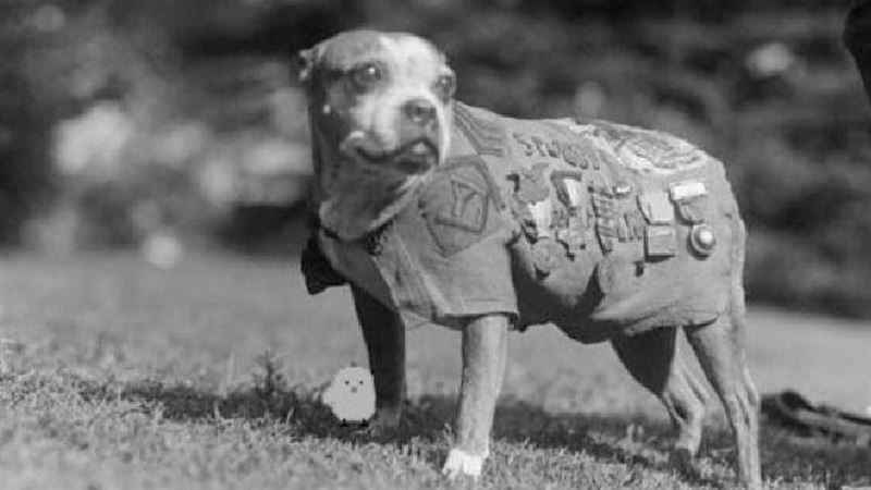 最強軍犬！總統接見　被授銜陸軍中士