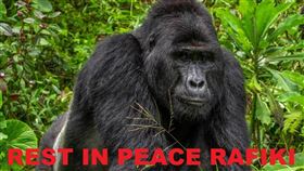 烏干達銀背大猩猩拉飛奇（Rafiki），遭到誤殺。（圖／翻攝自推特）