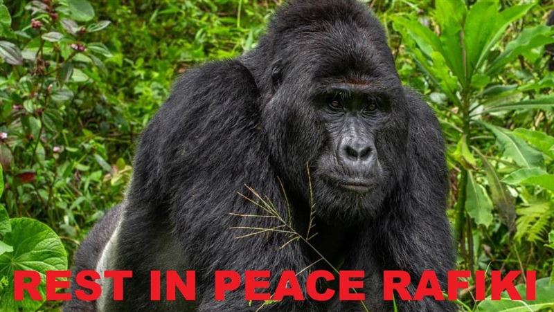 烏干達猩猩遭長矛獵殺！4人恐關到死