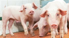 台灣豬（圖／翻攝自農委會臉書）