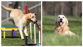 黃金和拉拉（Pixabay）