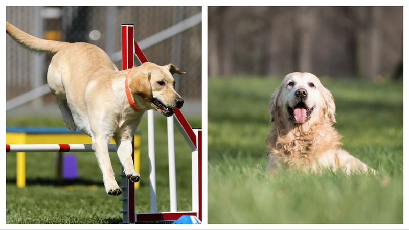 獨／導盲犬都是黃金和拉拉　原因曝光