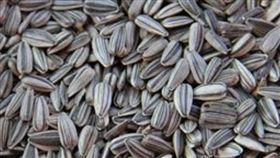 瓜子（圖／翻攝自pixabay）