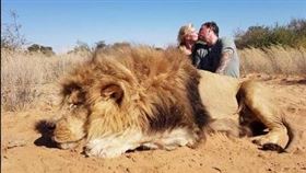 ▲南非被人工飼養的獅子，以及被當成罐頭狩獵的對象。（圖／翻攝自推特）