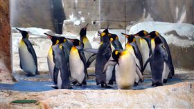 北市動物園分享國王企鵝趣聞（1）國王企鵝對於外在環境的變化感受度很高，同時能很快適應改變，這反而是保育員替國王企鵝進行動物訓練的一大助力。（台北市動物園提供）中央社記者梁珮綺傳真　109年6月15日