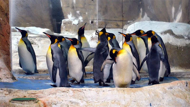 休園10天　北市動物園分享企鵝趣聞