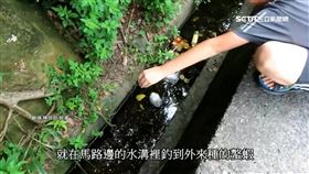 水溝釣蝦奇觀　外來螯蝦、龍虎斑聚集（圖／翻攝自陳信助臉書）