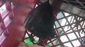 蜜蜂,築巢,家中,蜂蜜,互利共生,PTT　圖／翻攝自PTT