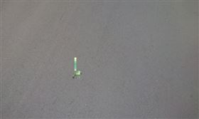 「青竹絲」陽明山遭路殺！巡山員心痛撿屍…拿比例尺看糗了（圖／翻攝自陽明山國家公園臉書）