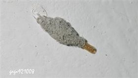 衣蛾(嘎嘎昆蟲網提供)