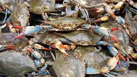 螃蟹（圖／翻攝自pixbay）