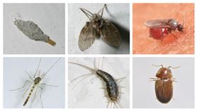 嘎嘎昆蟲網提供