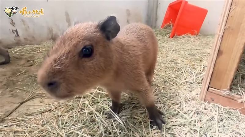 萌翻！「水豚君3寶」互動時間地點曝