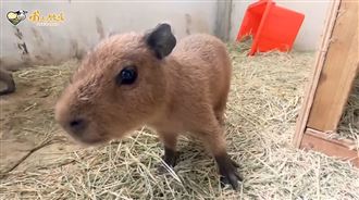 萌翻！「水豚君3寶」互動時間地點曝