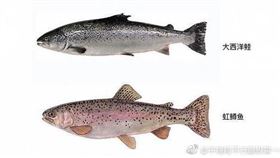 鮭魚,虹鱒
圖／翻攝自微博