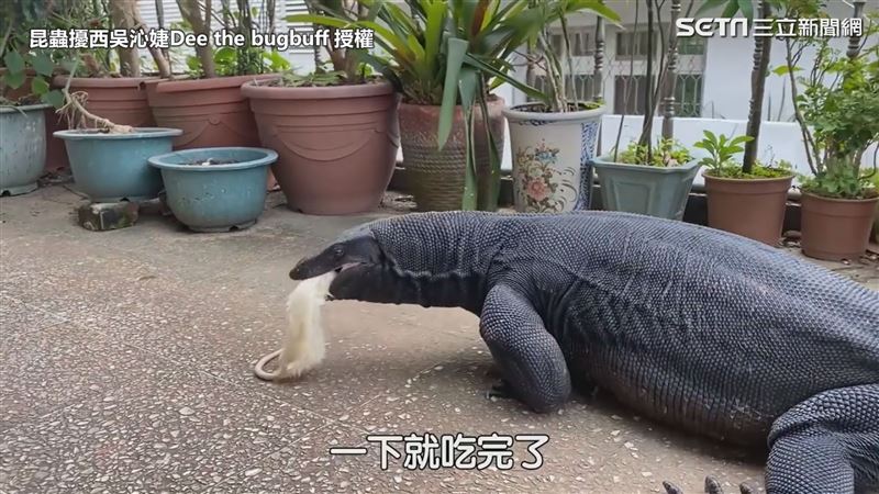 達人養巨蜥當萌寵　一餐秒吞2大白鼠