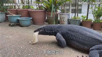 達人養巨蜥當萌寵　一餐秒吞2大白鼠