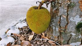 荔枝,女兒,波羅蜜,野生
