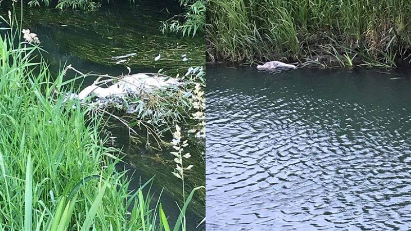 屁孩持彈弓　打死天鵝媽媽＋3幼鳥