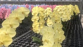 蝴蝶蘭,外銷,花農,台南後壁,職人工法,噴染